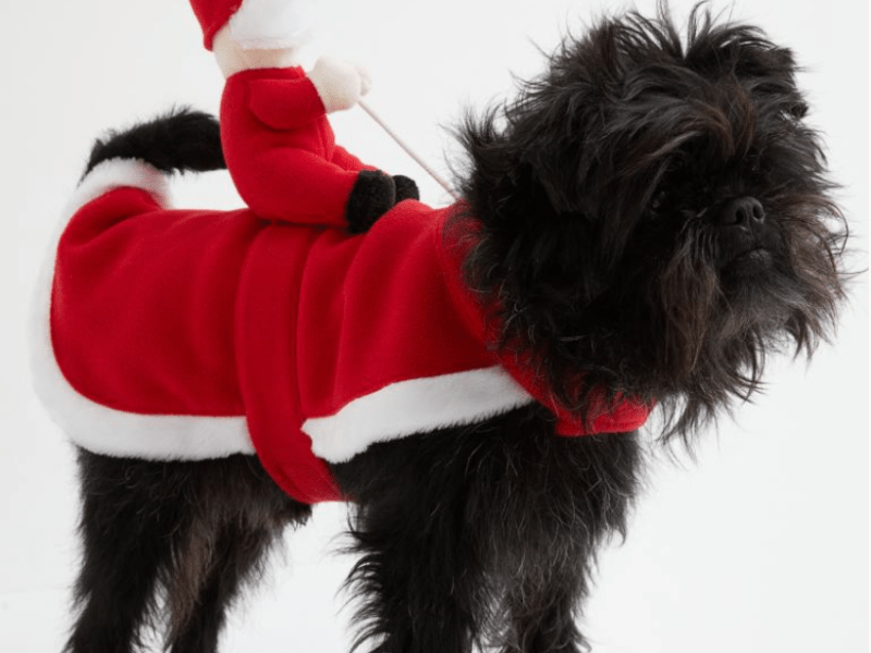 Best Christmas Gifts For Pets
